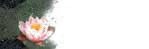 butt-mit-seerose.jpg (1458 Byte)